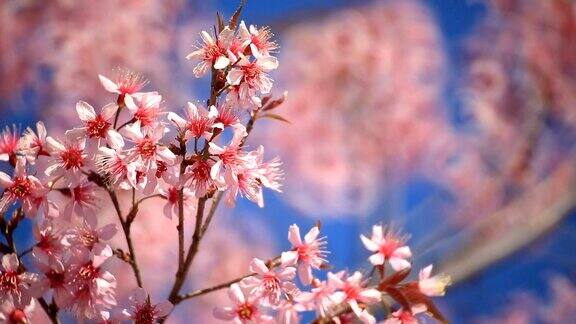 樱花樱花