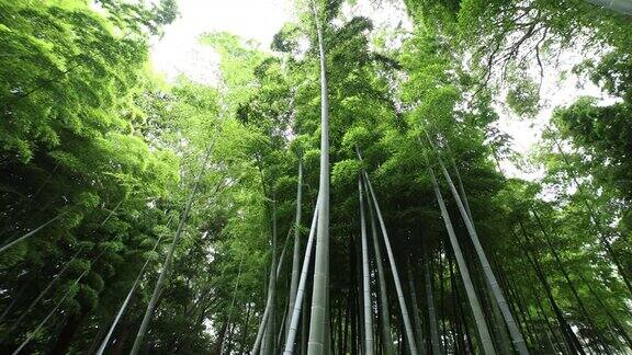 美丽的竹林在传统公园白天宽拍摄低角度