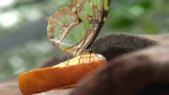 蝴蝶正在吃橘子片