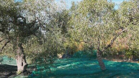 意大利利古里亚的橄榄树和橄榄枝上绿色和黑色的新鲜橄榄
