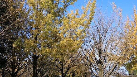 银杏树上的叶子在东京公园的秋天宽拍摄