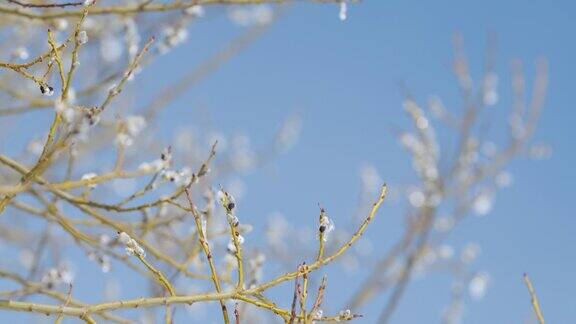 柳树是盛开的小猫柳树冰覆盖在蓝色的天空背景散景