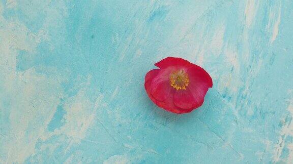 蓝色背景上的红色罂粟花