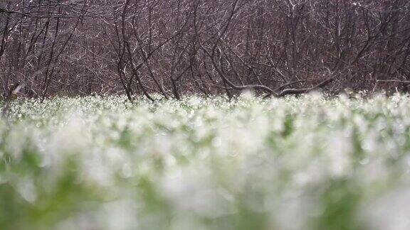 在早春春意盎然的雪地上开满了雪花自然保护区的美景令人惊叹