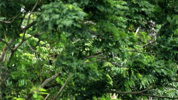 东方花斑犀鸟在森林的树上慢镜头
