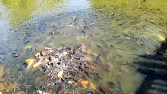 池塘里有很多鱼