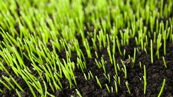 生长绿色小麦的时间推移种子生长的时间推移特写自然农业芽蔬菜发芽春天