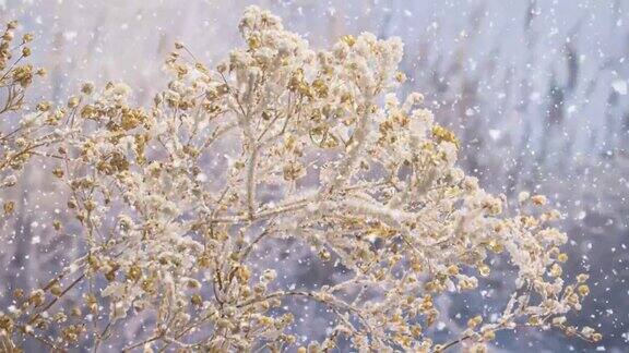 冻干的田间植物树枝上形成冰晶和雪晶阳光明媚的早晨雪花缓缓飘落冬天的背景