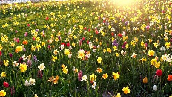 荷兰春天野花盛开的田野日出