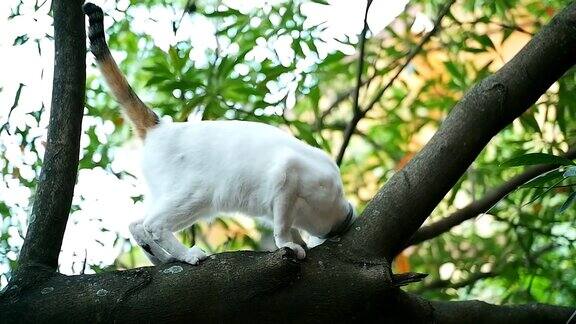 猫在树上蹭着她的头