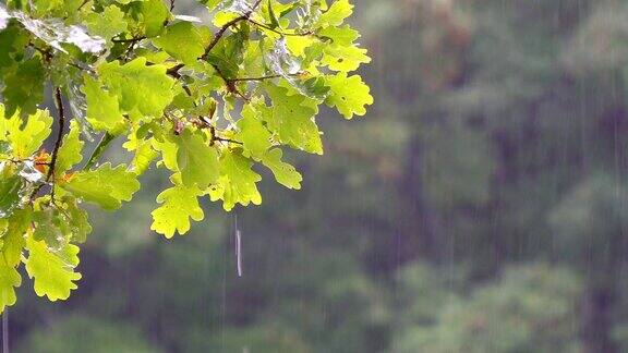 一棵橡树的树枝在夏雨中