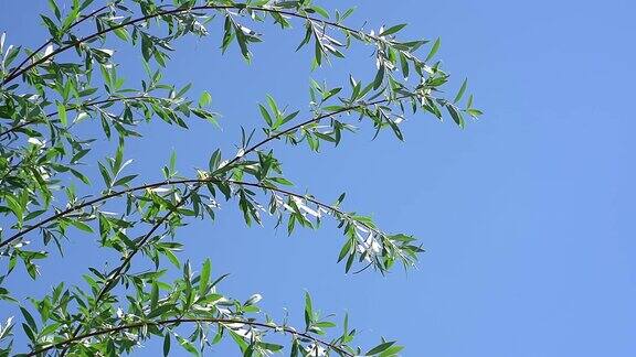 夏天的背景绿色的树叶随风在蓝天下移动
