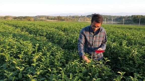 农民使用片剂记录种植园中有关绿茶的资料