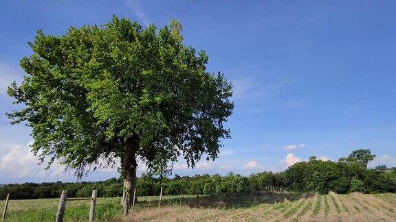 枫树孤立旁边的大豆种植园和蓝天背景