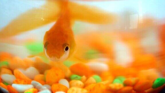 一只孤独的小金鱼在充满活力的彩色石头的鱼缸里