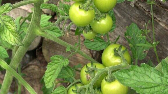 绿色的西红柿有机耕作番茄幼苗生长