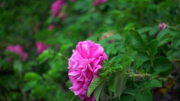 风中野玫瑰花