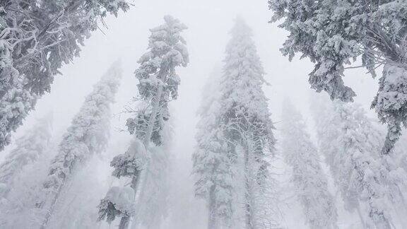暴风雪期间的冰冻冬季森林