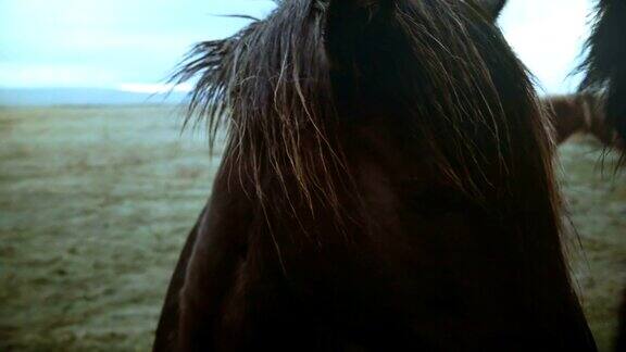 近距离观看著名的棕色冰岛马在阴天的田野上放牧鬃毛在风中飘扬