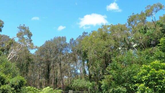 蓝天下的森林树木