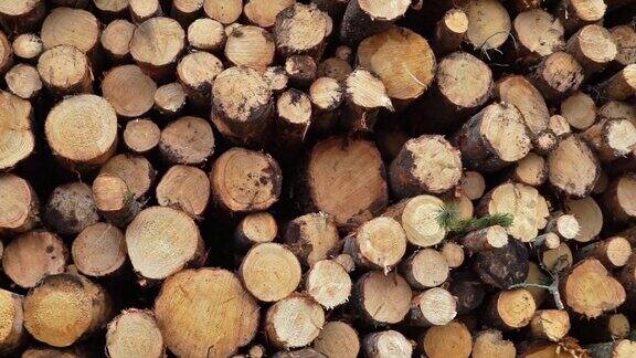 砍伐森林的原木堆