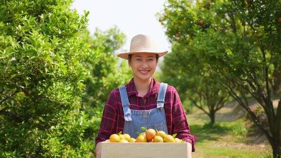 4K亚洲女农民肖像在橘园拿着一盒成熟的有机橙子