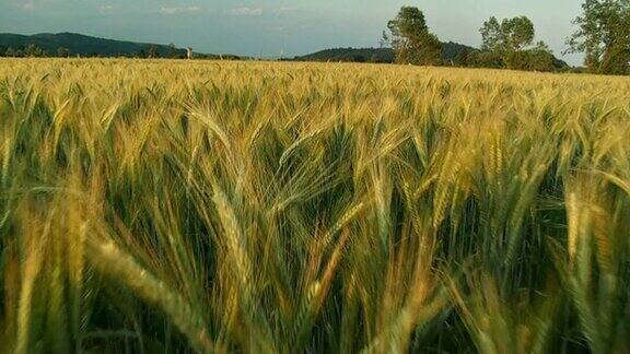 高清慢动作:行走在小麦