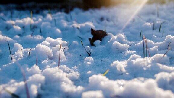傍晚草地上的雪