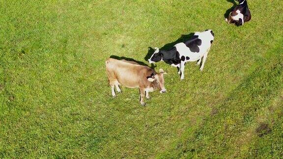 牛羊在秋天的草地上吃草