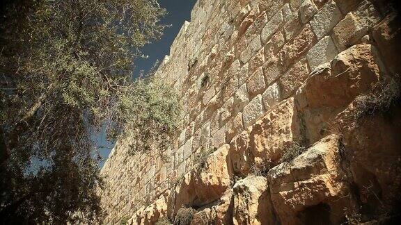 耶路撒冷的橄榄树墙