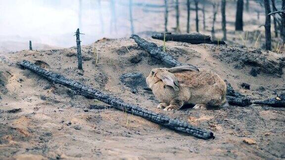 一只兔子躺在烧毁的森林里