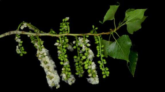 黑杨(Populusnigra)又称黑杨是一种棉白杨原产于欧洲是杨属白杨科的典型种