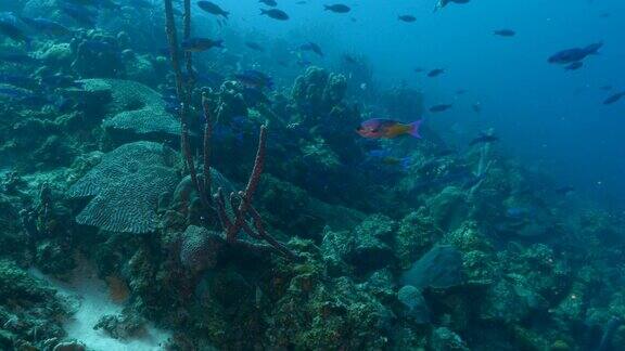 加勒比海珊瑚礁中的克里奥尔濑鱼海景