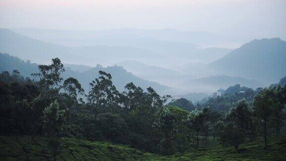 全景式山景茶园芒纳尔喀拉拉邦印度在一个雾蒙蒙的早晨