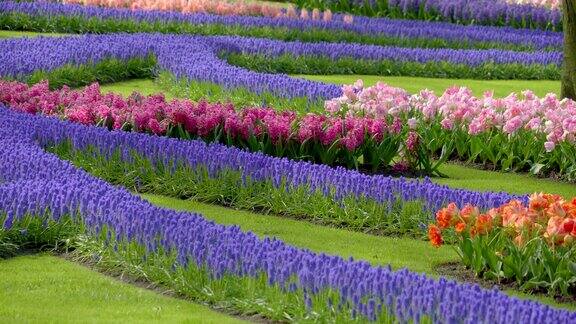 荷兰美丽的花圃景色