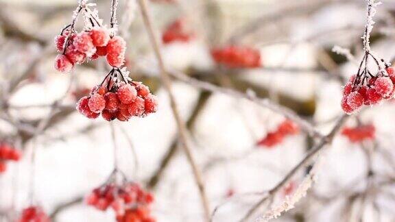 冬天的雪下冻住了荚蒾雪中的荚蒾红色的浆果美妙的冬天
