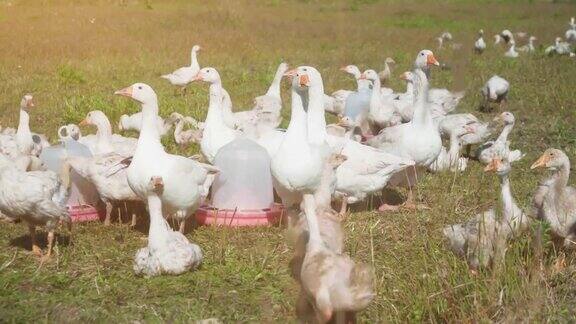 一群可爱的小白鹅在阳光明媚的夏日乡村风景中欢快地漫步红色的饮酒者高收益的效果4k的决议