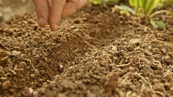 园丁的手把豆种撒在土壤上
