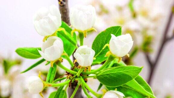 梨果树花的生长时间长短