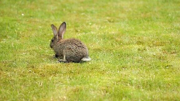 绿色草地上的灰色兔子