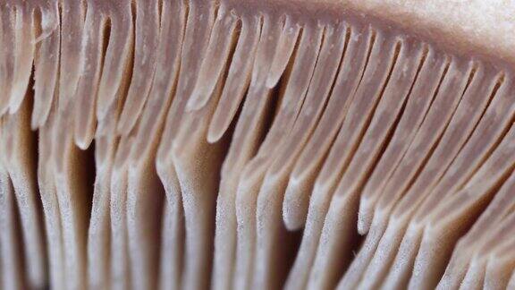 微距镜头上蘑菇的鳃