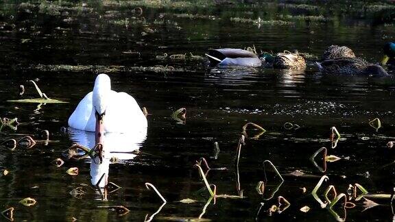 沉默的天鹅天鹅色喂养池塘