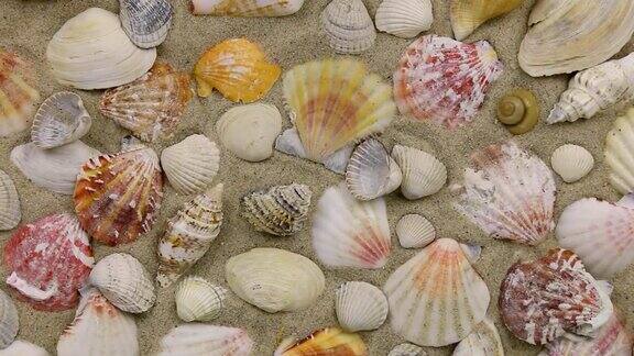 近似值的贝壳躺在沙滩上俯视图