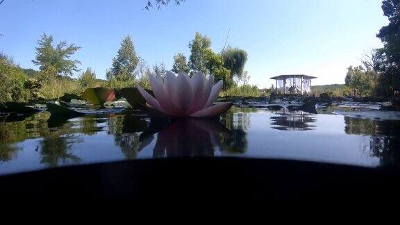 池塘里的睡莲花
