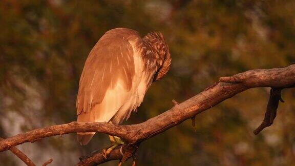 在keoladeo国家公园或印度拉贾斯坦邦bharatpur鸟类保护区印度池塘苍鹭或Ardeolagrayii栖息在树枝上在自然的黄金小时的光中整理羽毛