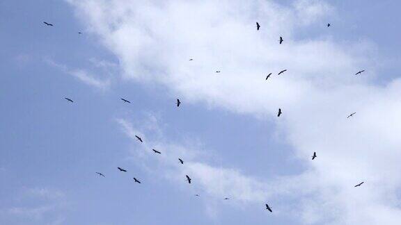 白天一群鸟儿在晴朗的天空中飞翔
