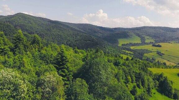 在一片绿树成荫的森林上空飞行绿树的背景无人机视频