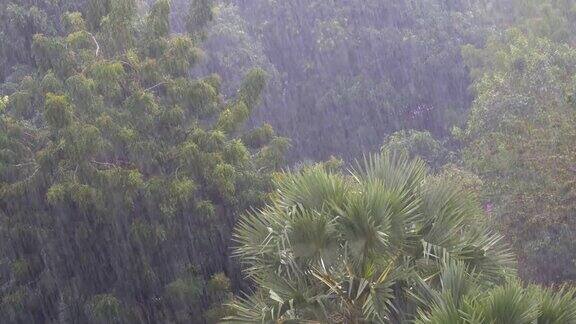 热带暴雨在丛林背景下的绿色森林与一棵棕榈树