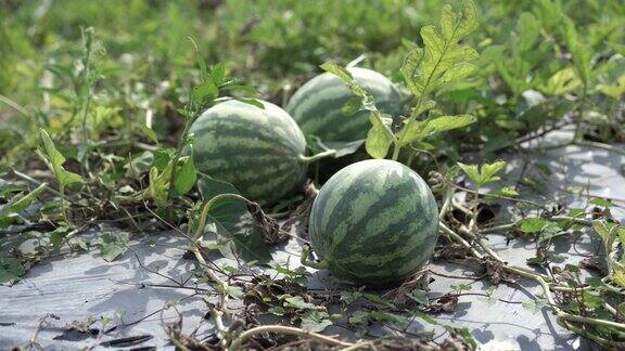 西瓜丰收许多新鲜的西瓜从地里摘来稻草西瓜