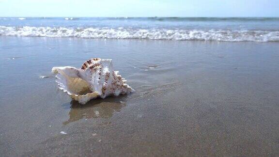 海浪和海螺的慢动作